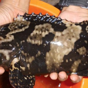 Cantang Grouper