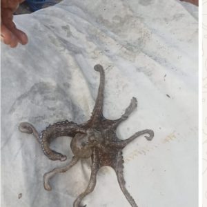 Octopus Vulgaris