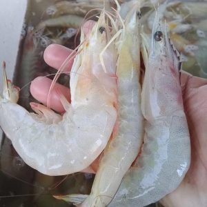 Cray Fish