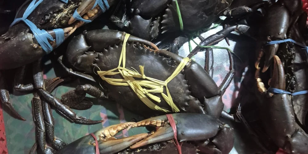 KEPITING1