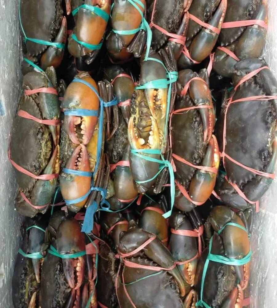 kepiting aceh