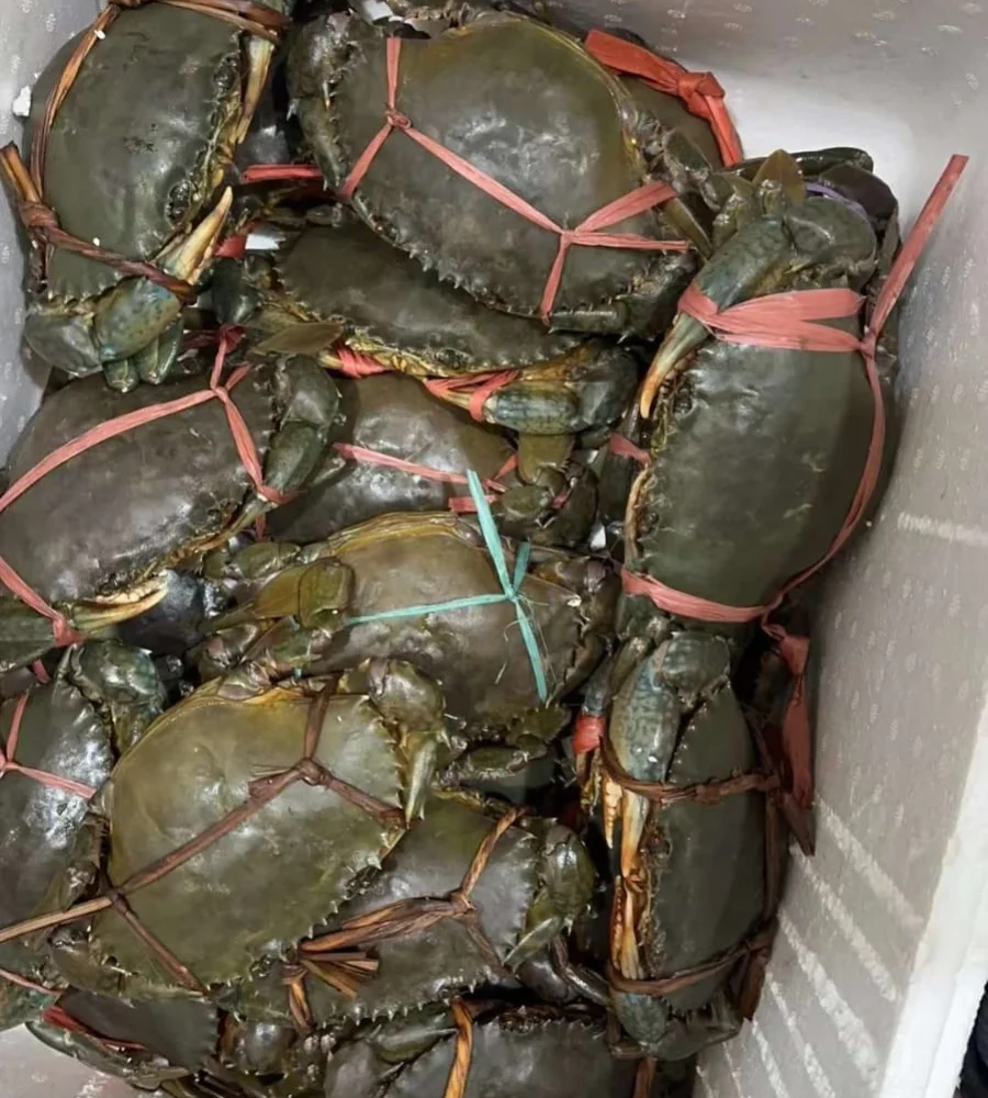 kepiting kalimantan